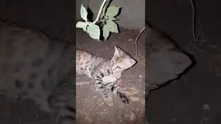 Cute cats night time