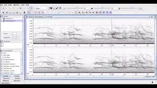 Spectogram of wolf chorus howls