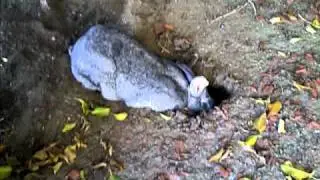 rabbit making a burrow