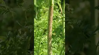 Это растение может вас убить! Как распознать ядовитый болиголов, пока не стало слишком поздно! 🌱☠...