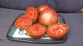 Brad's Black Heart Tomato A Big Meaty Oxheart