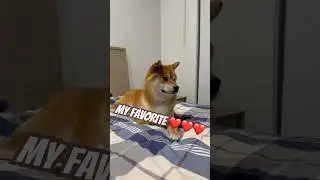 My paws are small, but my heart is huge.🥰#shibadog #shibalife #cute #shibalover #柴犬 ##shiba
