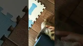 Humana! Me d&ecirc; aten&ccedil;&atilde;o! #shorts #animals #ferret #fur&atilde;o