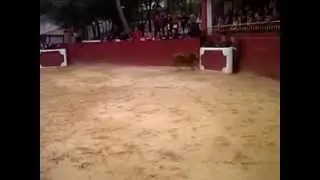 Baby Bull Running in Madrid