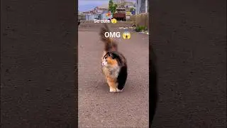 Cute fluffy cat walking with full attitude 😼🐾