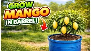 Thai Mango Plant – Grow Sweet Tropical Mangoes at Home