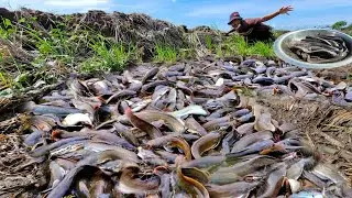 Village Fishing Miracle &ndash; Catfish Everywhere! Once-in-a-Lifetime Catfish Catch in the Field