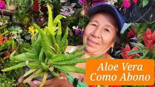 COLOCA ALOE VERA o SABILA en tus PLANTAS y mira como Florecen como NUNCA con este ABONO CASERO
