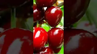 Burlat cherry