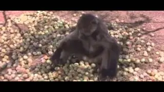 Damon Albarn - Mr Tembo [cover]