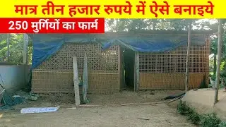 मात्र तीन हजार रुपये में निर्माण कीजिये 200 मुर्गियों का फार्म(Local chicken farming@tipsassam1065)