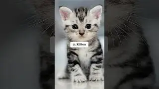 Top 10 Cutest Baby Animals In The World 🗺️ #shorts #top10 #animals