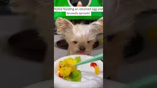 #YorkieASMR #HomemadeDogFood #PetLove #PetCooking