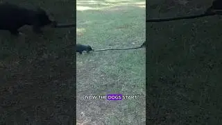 Two dogs tug at war with snake #wildlife #animals #dog #snake