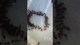 Ant 🐜 drinking sugar water #ant #water #sugar