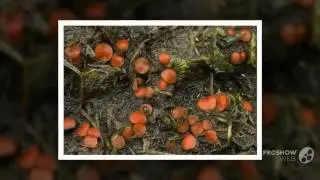 Cheilymenia dennisii - fungi kingdom