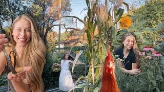 Disappointments, Tinctures, and Happy Chickens