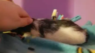 I adopted 25 feeder rats!