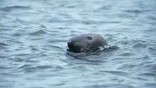 HAVERT (HALICHOERUS GRYPUS)