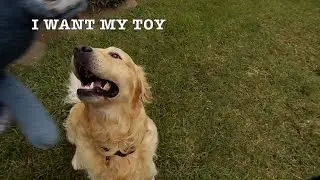 Golden retrievers Mele and Jamie playing catch game.Funny dog.