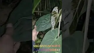 ANTHURIUM MAGNIVIKUM NORTE #anthoriumkupinggajah #anthurium #aroidindonesia #tanamanhias #aroidmania