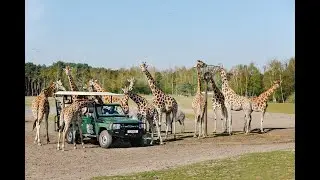 Discover Beekse Bergen: An open safari in Netherlands