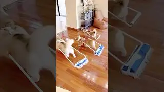 The Dogs Finally Got Tired of Your Mess 😂🐾