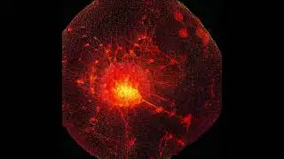Heart of Fire