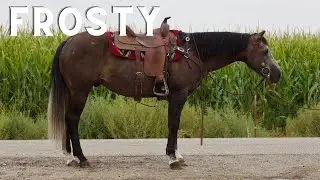 Meet Frosty: Seasoned Ranch Horse with Trail & Arena Experience | Lazy Oaks Ranch