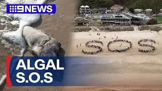 Beach rally to save our ocean from the algal bloom | 9 News Australia