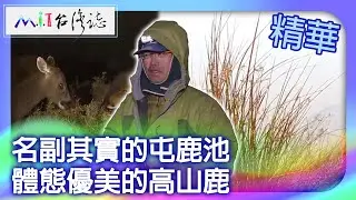 名副其實的屯鹿池　體態優美的高山鹿｜南投縣 麥覺明【 ‪‪‪‪ ‪‪‪‪‪‪‪‪‪‪‪‪‪‪‪‪‪‪‪‪‪‪‪‪‪‪‪‪ ‪‪‪@ctvmit  572集】