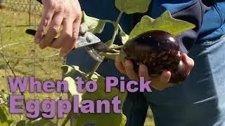 When to Pick Eggplant &ndash; This Week in the Garden