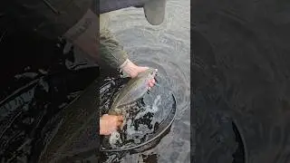 Epic Rainbow Trout Fly Fishing Catch & Release #flyfishing #shorts #fishing #uk #wildlife #nature