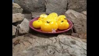 Dwarf Yellow Brick Road Tomato Seeds For Sale At Bounty Hunter Seeds