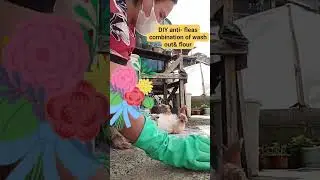 DIY anti- fleas