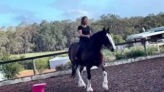 bare back bridle less riding