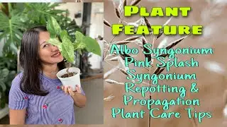PLANT FEATURE / ALBO SYNGONIUM / PINK SPLASH SYNGONIUM / PLANT CARE TIPS / REPOTTING / PROPAGATION