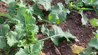 Disease Control in Winter Oilseed Rape by Steven Kildea