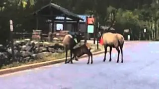 RMNP Elk Feeding Call August 2012