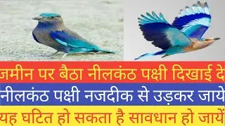 अद्भुत चमत्कारी पक्षी नीलकंठ जमीन पर बैठा नजदीक से उड़कर जाए जाने जादुईपक्षी के दिव्य व अद्भुत रहस्य