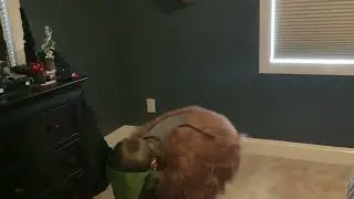 Bigfoot costume review