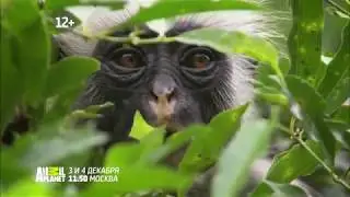 "Тайны тропических островов" Animal Planet