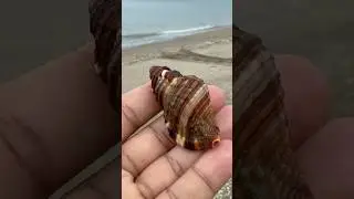😍Потрясающие ракушки🐚 к югу от залива Форт-Пирс
