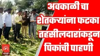 NANDGAON | अवकाळी चा शेतकऱ्यांना फटका | तहसीलदारांकडून पिकांची पाहणी | SEASONLESS RAIN 🌧️