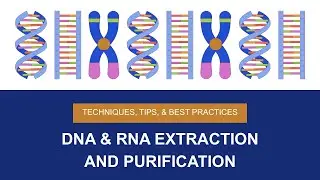 DNA & RNA Extraction and Purification: Techniques, Tips, and Best Practices #molecularbiology