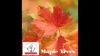 All Things Green - Maple Trees