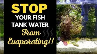 STOP Fish Tank Water Evaporation: Top 6 Reasons & Solutions Explained!