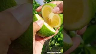 fruit farming 🍑🍐🍋&zwj;🟩🍈🍏 #organic #seasonal #fruitharvest #fruitfarming #rural  @gardening_lover7469