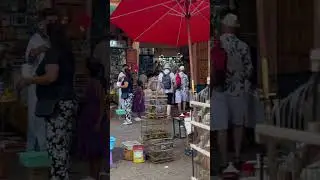 Lizard Market in Morocco  #tour  #travel #marrakech #citycentre #culture