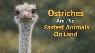 Mind-Blowing Facts About Ostrich